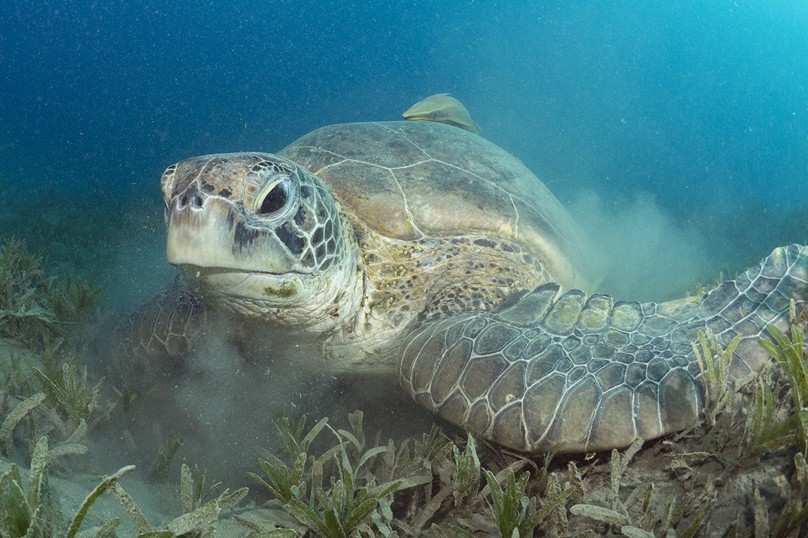 Shams Diving Center - Diving Holidays